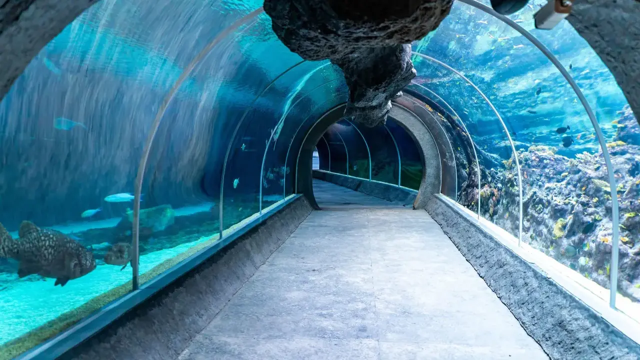 Oceanarium w Łodzi? Odkryj Orientarium ZOO: Tunel, Ceny, Dojazd