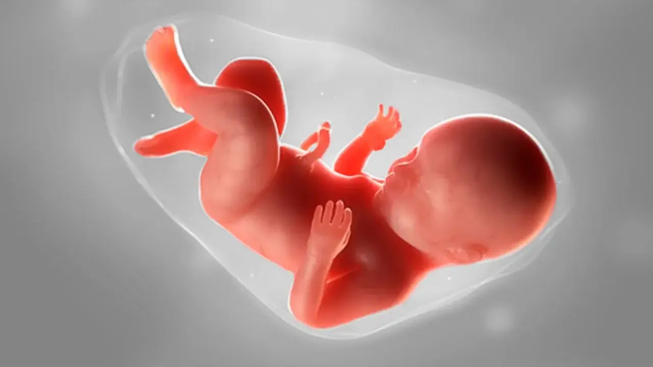 Ein Fötus in der 20. SSW. Statistiken zeigen, dass die meisten Babys um diese Zeit herum geboren werden.