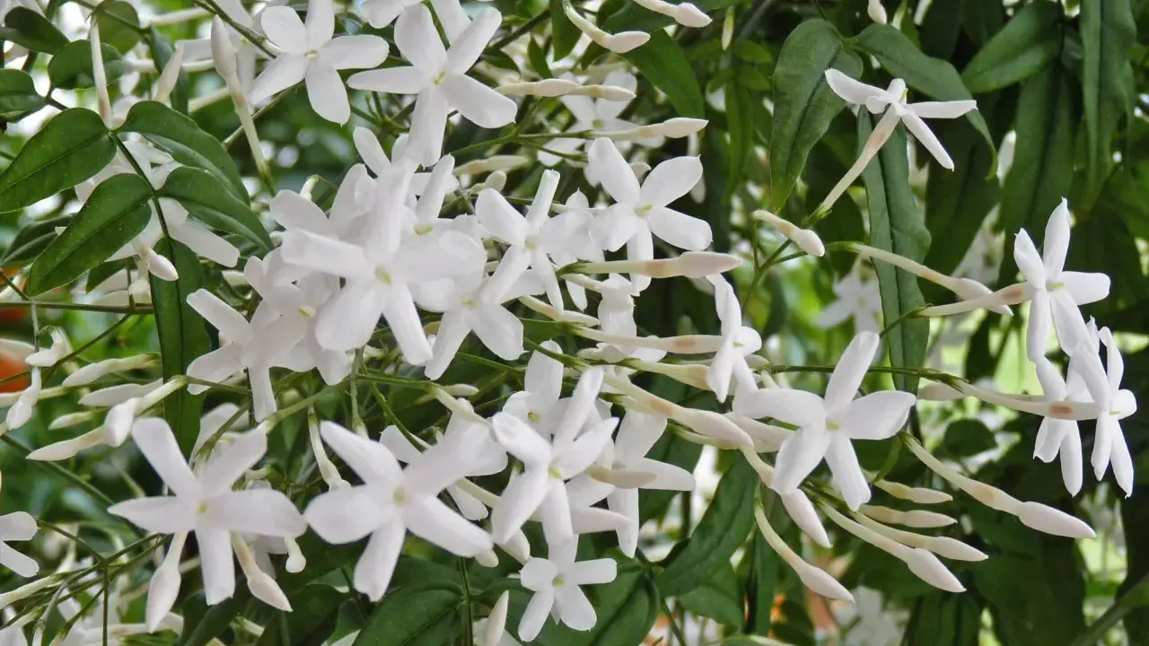 Ein Strauch mit vielen kleinen, weißen Jasminblüten und grünen Blättern. Die Blüten sind bereit für das Jasmin schneiden.