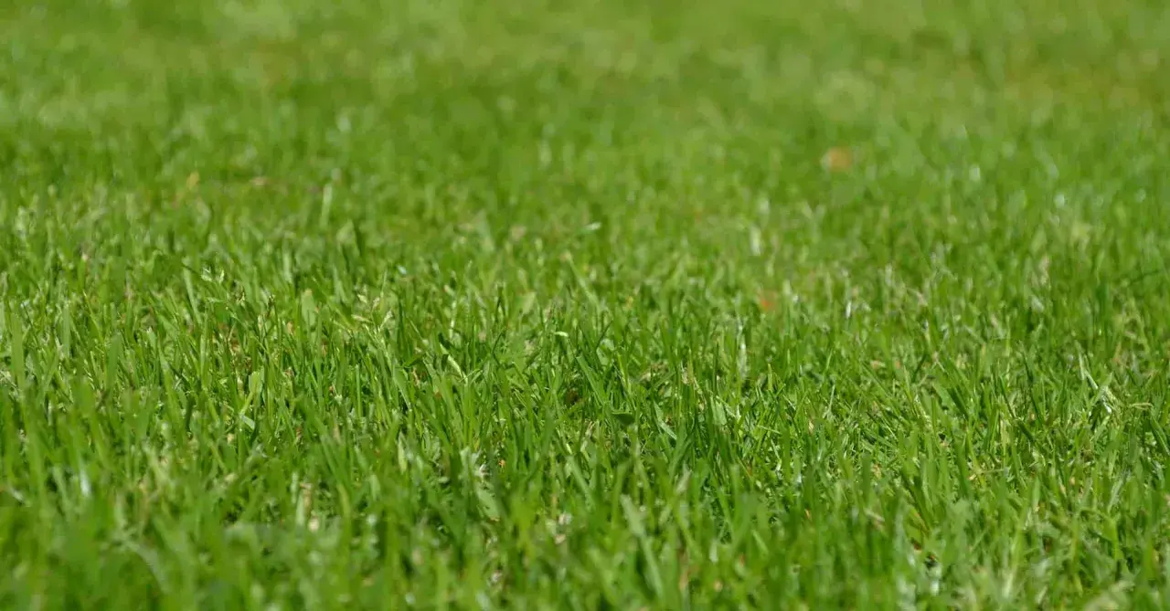 Primer plano de una densa y vibrante grama cesped, con hojas verdes y frescas que invitan a caminar descalzo.