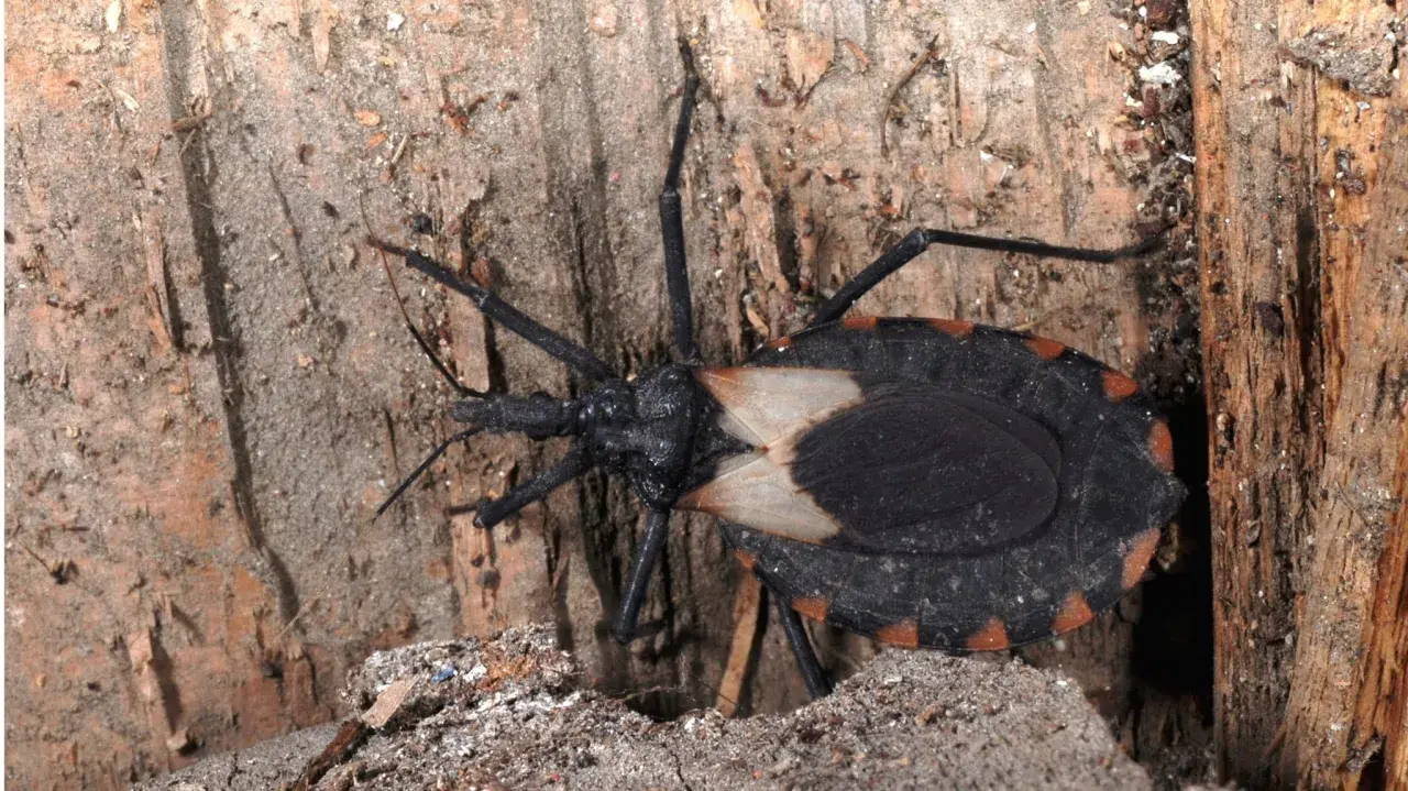 En stor, svart insekt med orange markeringar på kroppen, en så kallad "kissing bug", sitter på en trädstam. Dessa insekter kan sprida chagas.