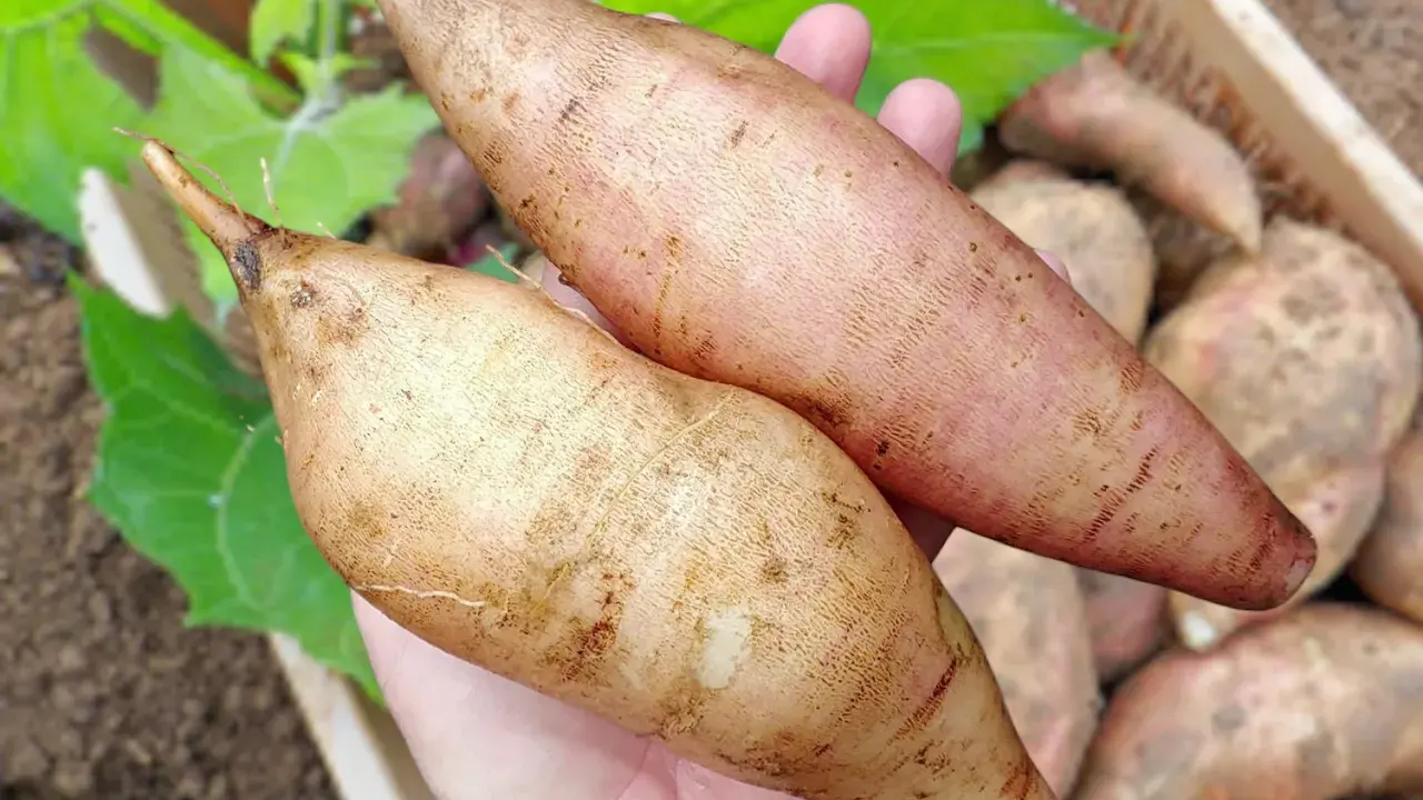 Deux poires de terre fraîchement récoltées, prêtes pour la culture. Leurs formes allongées et leurs teintes terreuses témoignent d'une belle poire de terre culture.