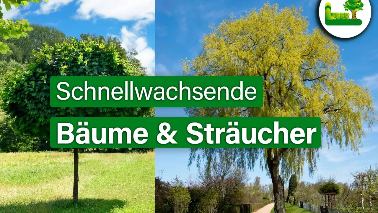 Zwei Bäume, einer kugelförmig, der andere hängend, repräsentieren schnellwachsende Bäume & Sträucher.