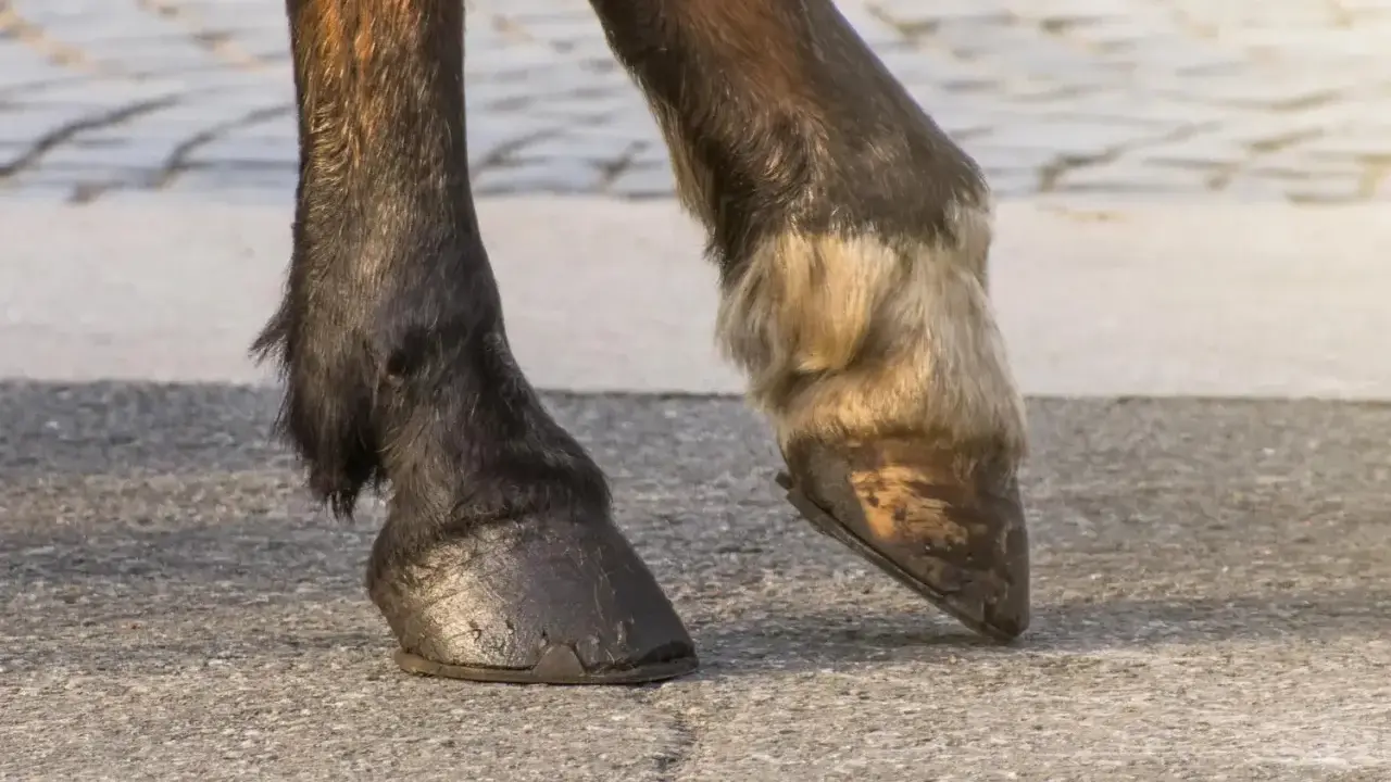 Dwa kopyta konia na asfalcie. Jedno ciemne, z widocznymi śladami zużycia, drugie jaśniejsze, z sierścią.
