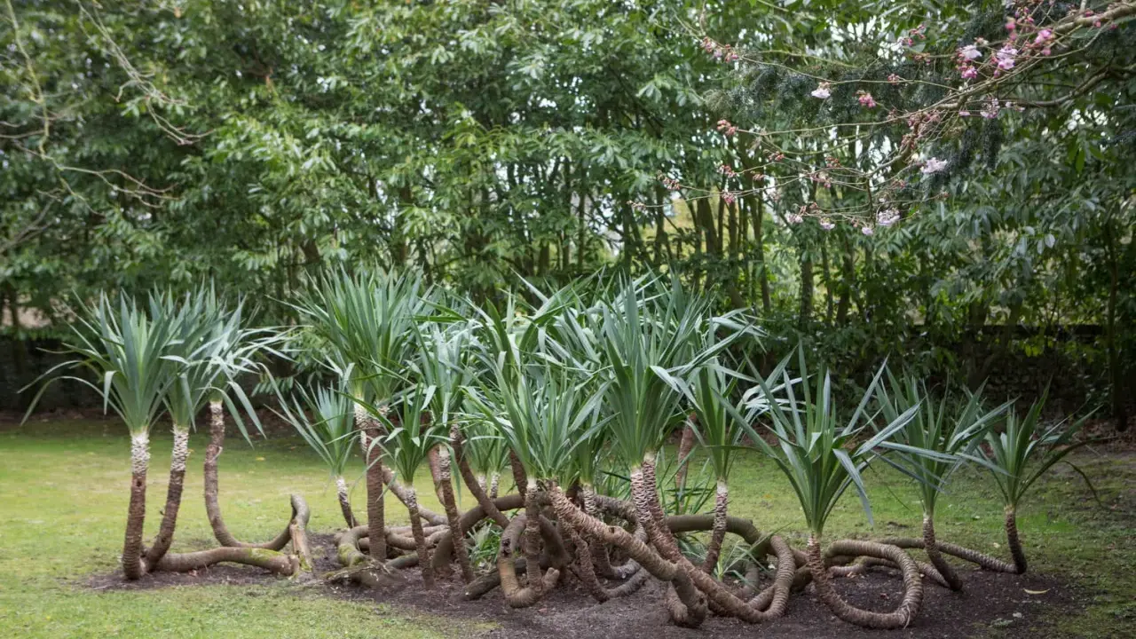 Un groupe de yucca plante extérieur aux troncs entrelacés sur une pelouse verte, avec des arbres luxuriants en arrière-plan.