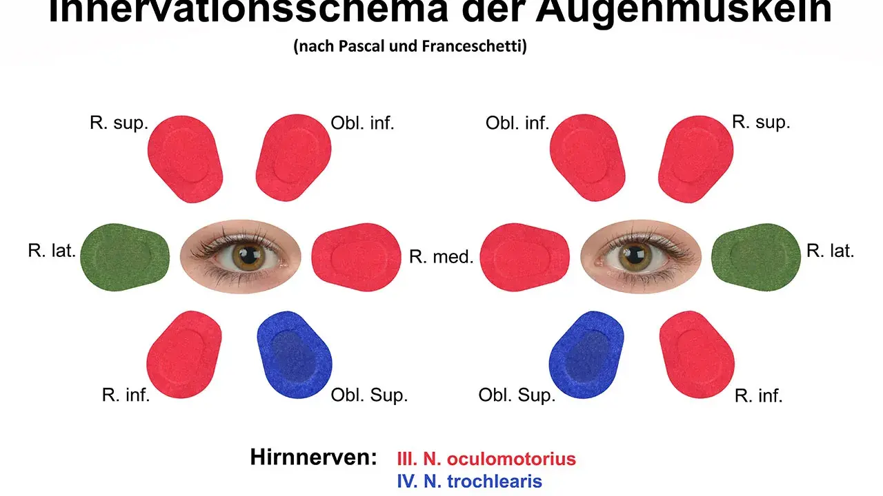 Schema der Augenmuskel-Innervation. Mögliche Symptome einer Augenmuskel-Verspannung können durch die Darstellung der Nervenbahnen erklärt werden.