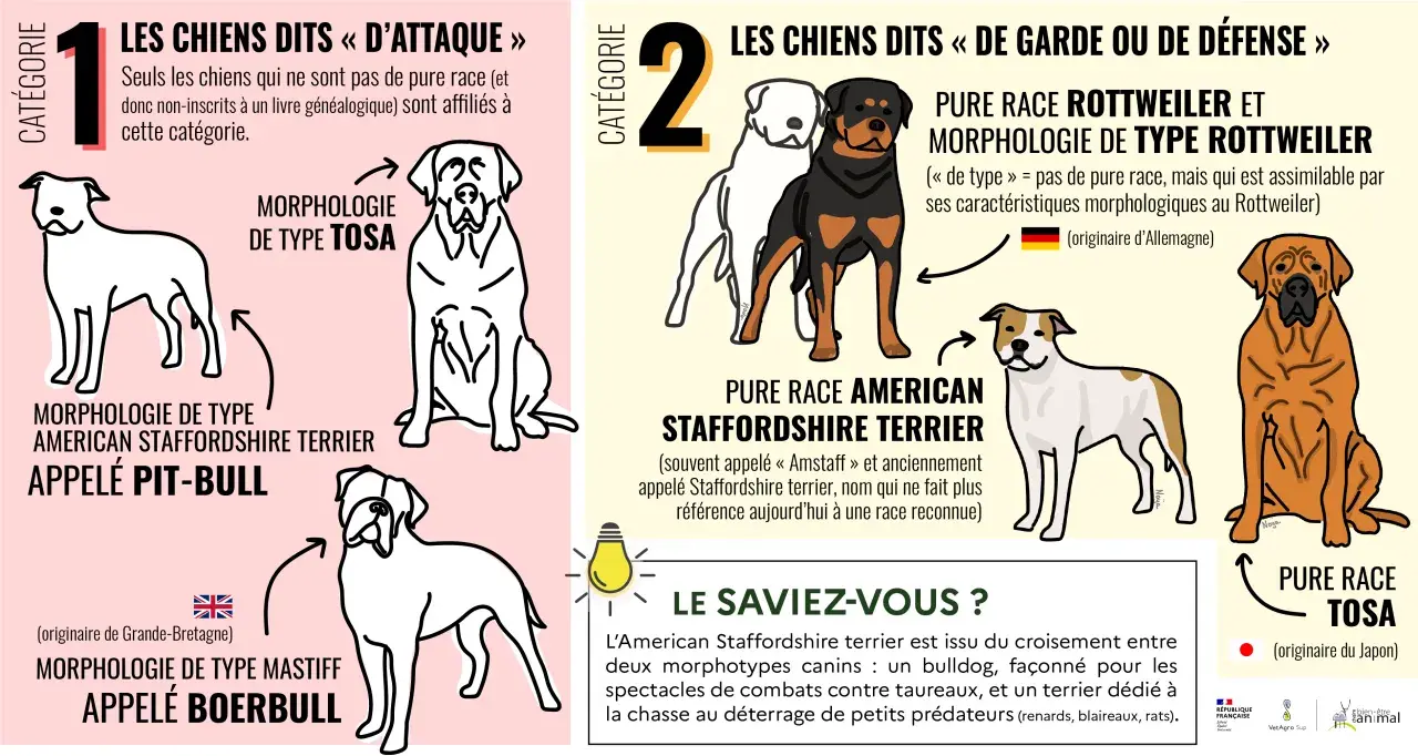 Les chiens dits "d'attaque" et "de garde" : Pitbull, Boerbull, Rottweiler, Tosa. Ce top 10 chien dangereux illustre des morphologies.