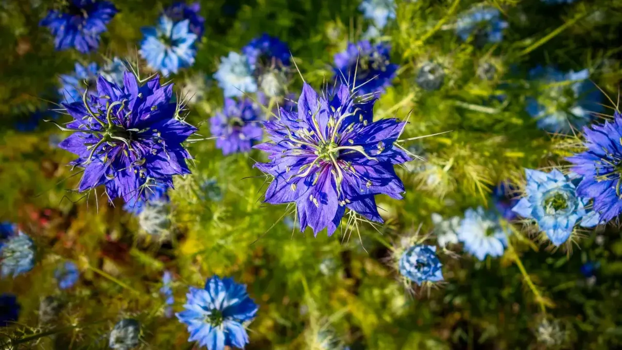 Fleurs bleues éclatantes de nigelle de Damas, aux pétales délicats et aux étamines fines, se dressent dans un champ verdoyant.