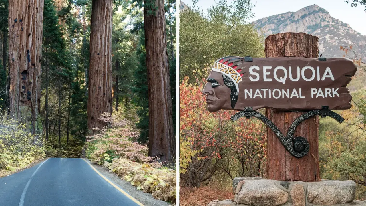 Droga prowadzi przez park narodowy sekwoi, obok gigantycznych drzew. Znak "Sequoia National Park" z wizerunkiem Indianina wita gości.