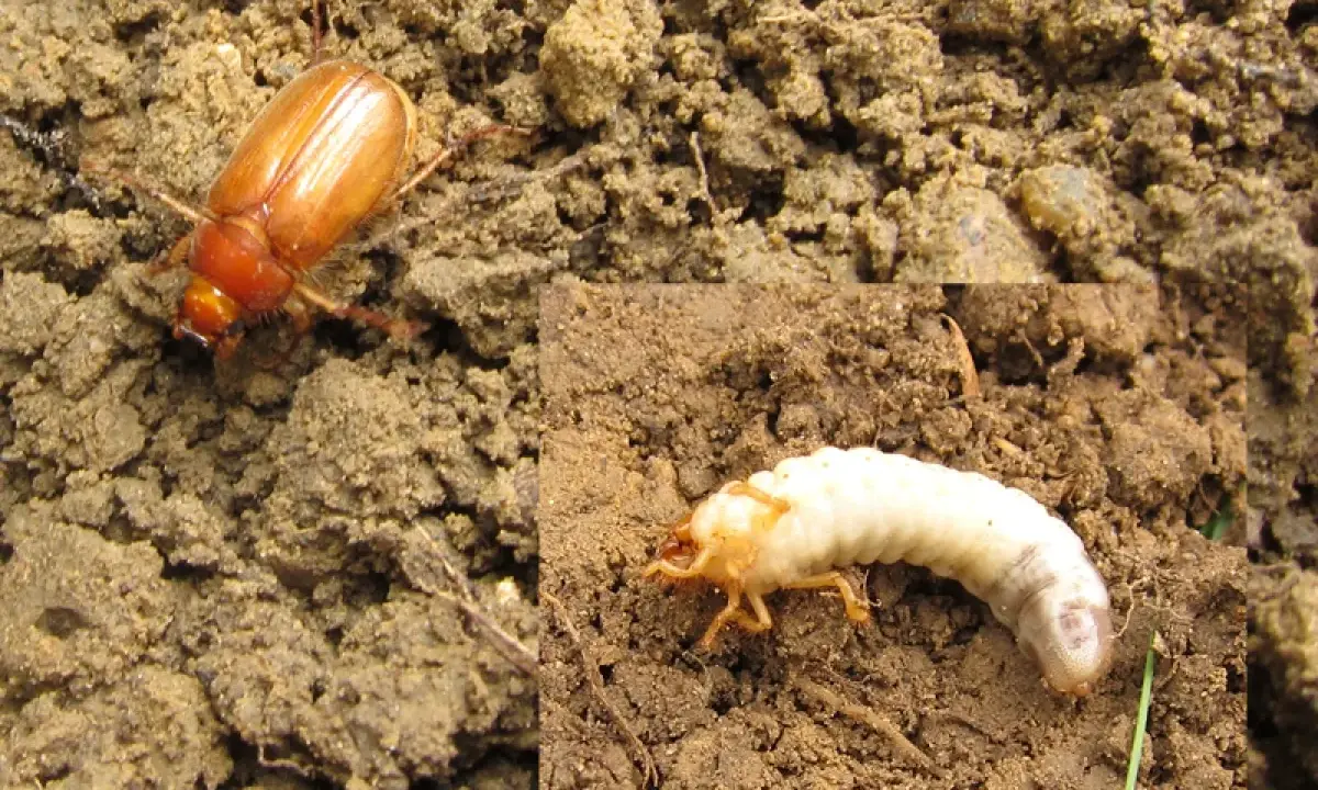 Un scarabée brun et sa larve blanche dans la terre. La larve de scarabée se nourrit des racines.