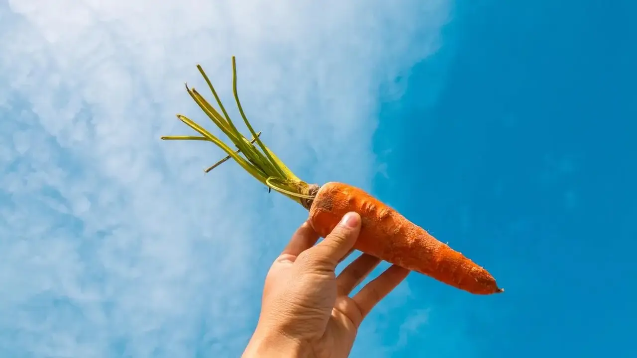 Mano sostiene una zanahoria contra el cielo azul. La zanahoria es un símbolo de salud, ideal para el embarazo.