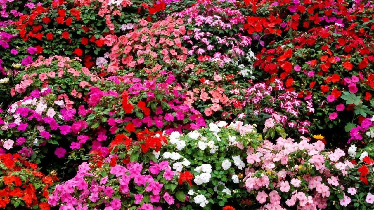 A vibrant carpet of impatiens in full sun, bursting with red, pink, and white blooms.