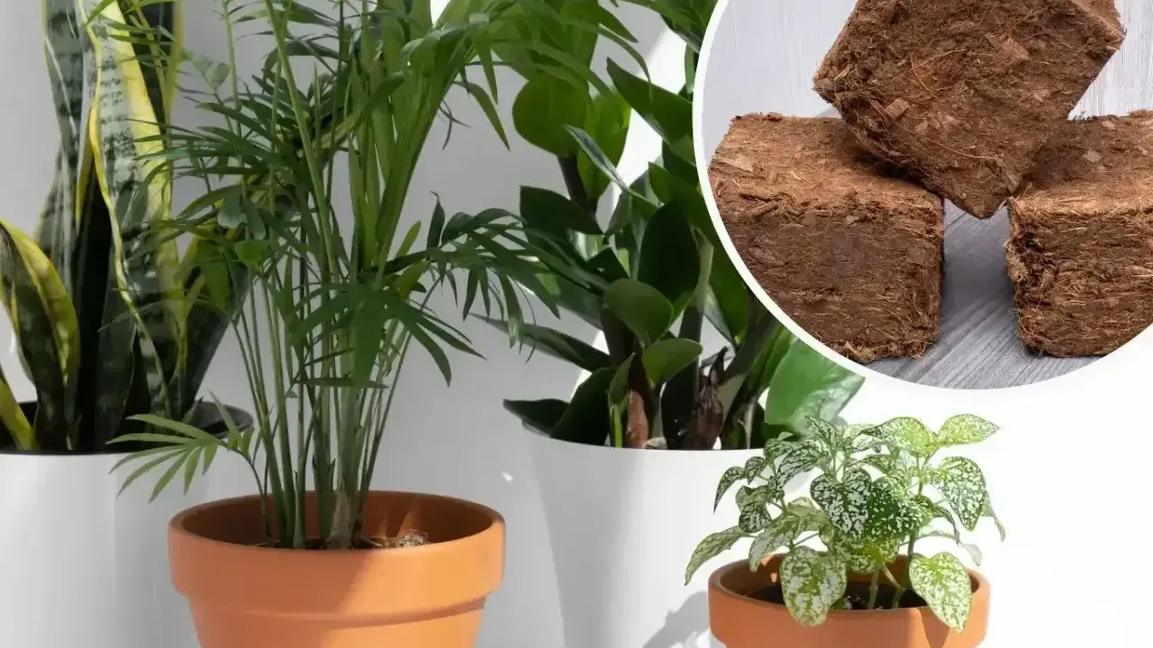 Zdrowe rośliny w doniczkach, obok kostki ziemi kokosowej, idealne do domowego ogrodu.