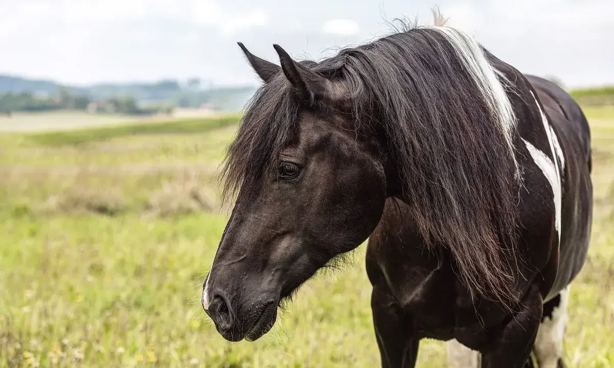 Ein majestätischer barocker Pinto mit schwarzem Fell und weißen Flecken steht auf einer grünen Wiese.