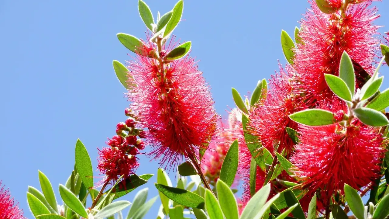 Fleurs rouges vives de rince bouteille sous un ciel bleu éclatant.