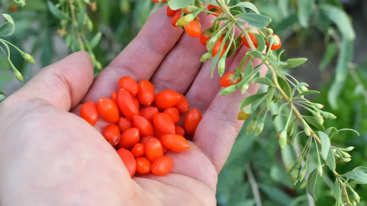 Eine Hand hält eine Ernte von leuchtend roten Goji-Beeren, die gerade vom Strauch gepflückt wurden.