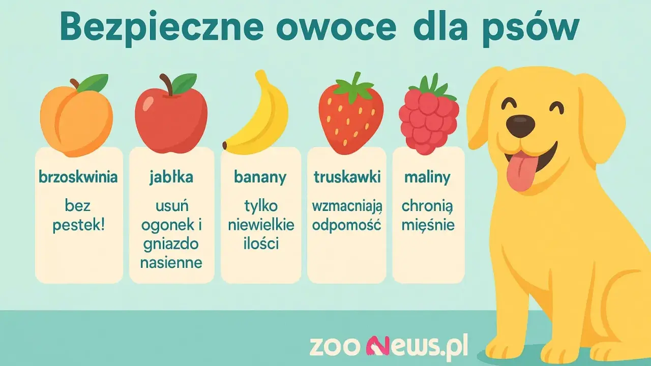 Czy pies może brzoskwinie? Tak, bez pestek! Obrazek pokazuje bezpieczne owoce dla psów: brzoskwinie, jabłka, banany, truskawki i maliny.