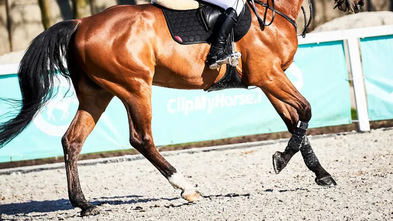 Brązowy koń w galopie, z jeźdźcem w siodle, w tle zielony baner z napisem "ClipMyHorse.pl".