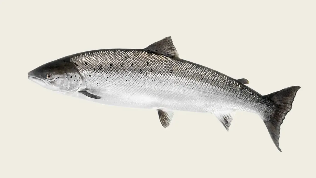 En vacker lax, en symbol för Sveriges rena vatten och kulinariska traditioner.