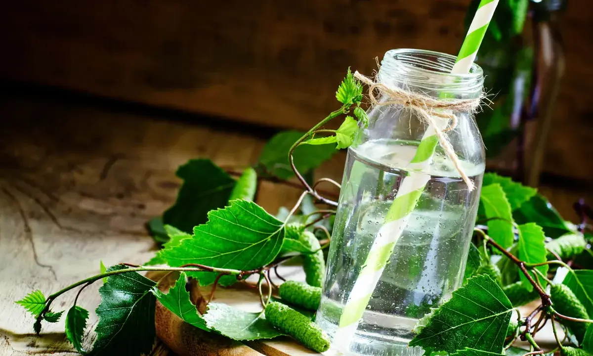 Szklana butelka z wodą i zielono-białą słomką, otoczona gałązkami brzozy z młodymi pąkami. Naturalny syrop z brzozy na kaszel.