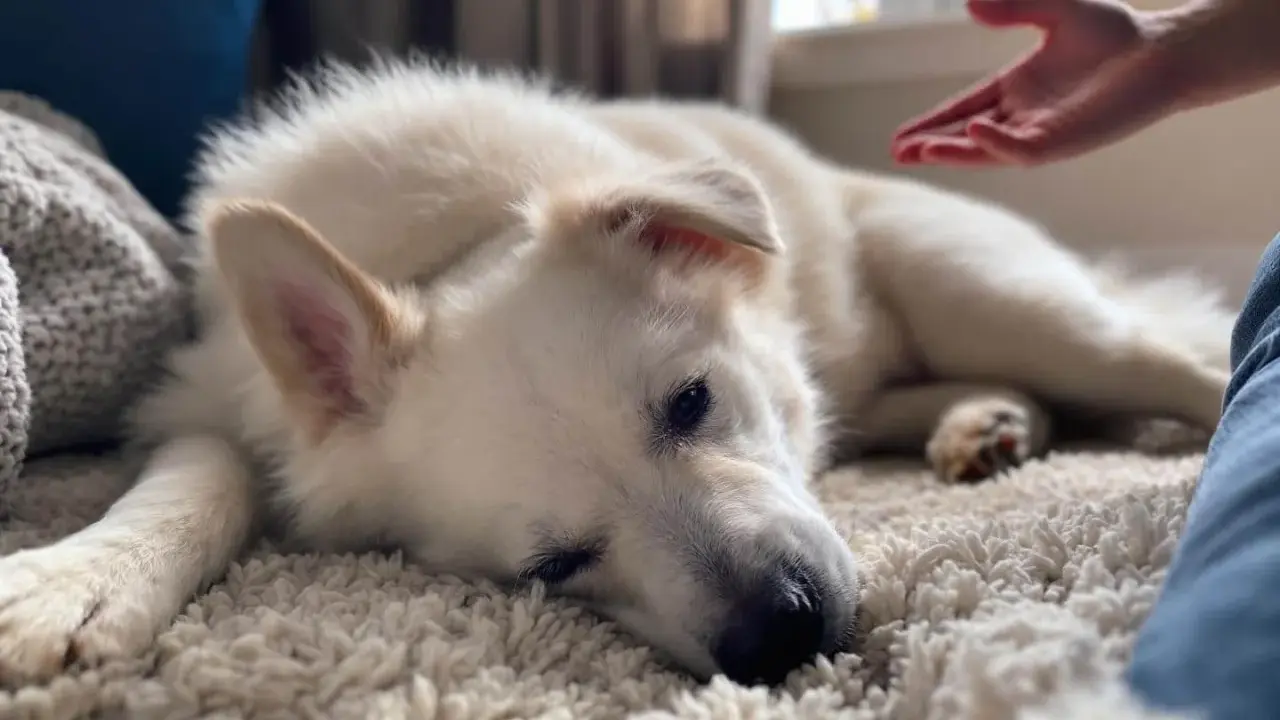 Un chien blanc se repose sur un tapis moelleux, une main tendue vers lui. Comment savoir si mon chien est heureux ? Il semble paisible.