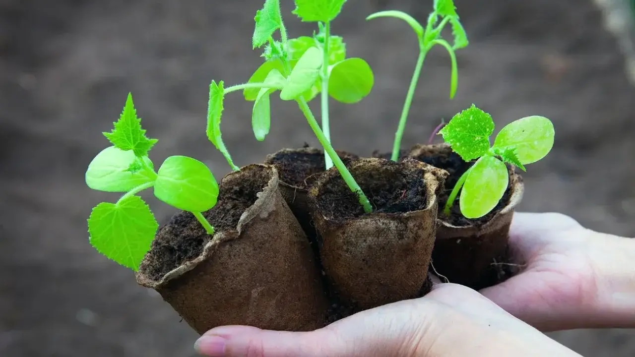 Młode sadzonki ogórków w doniczkach torfowych. Czas, jak długo wschodzą ogórki, zależy od warunków, ale te wyglądają na gotowe do sadzenia.