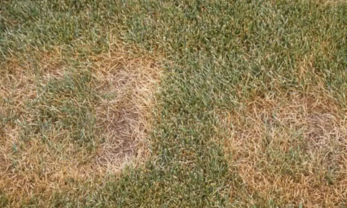 Patches of brown, dead grass indicate summer patch disease on the lawn.