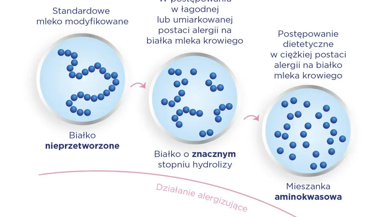 Schemat pokazuje przejście od białka nieprzetworzonego do mieszanki aminokwasowej, stosowanej w alergii na białko mleka krowiego, np. w mleku Neocate Junior.