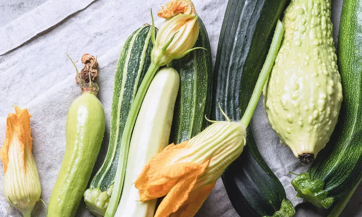 Une variété de courgette, des fleurs de courgette et des courgettes de différentes formes et couleurs, disposées sur un tissu gris.