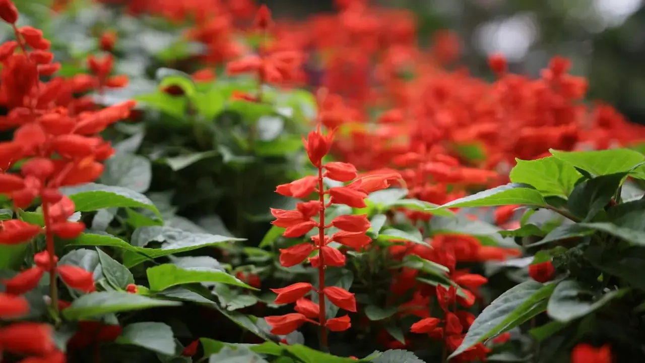 Un parterre de sauge ananas aux fleurs rouges vives, avec des feuilles vertes luxuriantes.