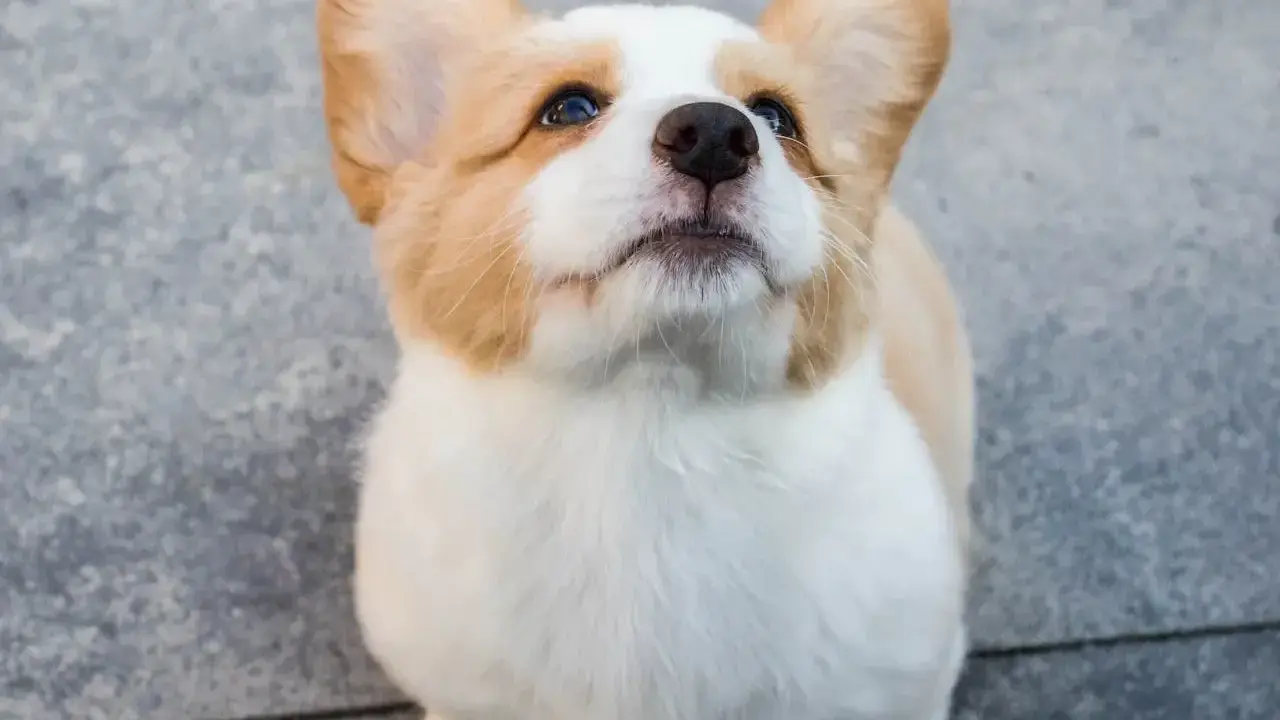 Uroczy szczeniak corgi z wielkimi uszami patrzy w górę, zastanawiając się, kiedy pies przestaje rosnąć.