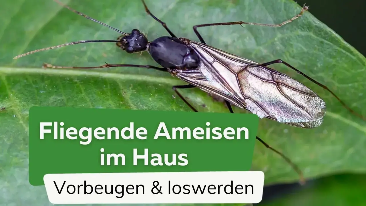 Nahaufnahme einer geflügelten Ameise auf einem Blatt. Text: "Fliegende Ameisen im Haus. Vorbeugen & loswerden.