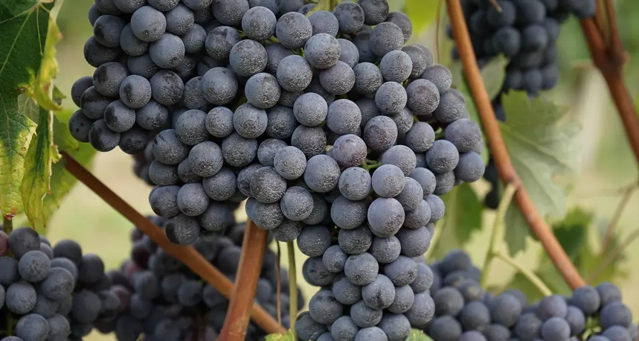 Reife, dunkle Trauben der Rebsorte Barbaresco hängen an den Reben.