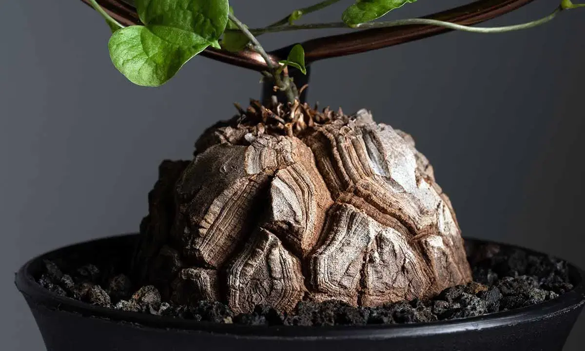 Wyjątkowy kaudeks Dioscorea elephantipes, przypominający skorupę żółwia, z zielonymi liśćmi pnącymi się po podporze.