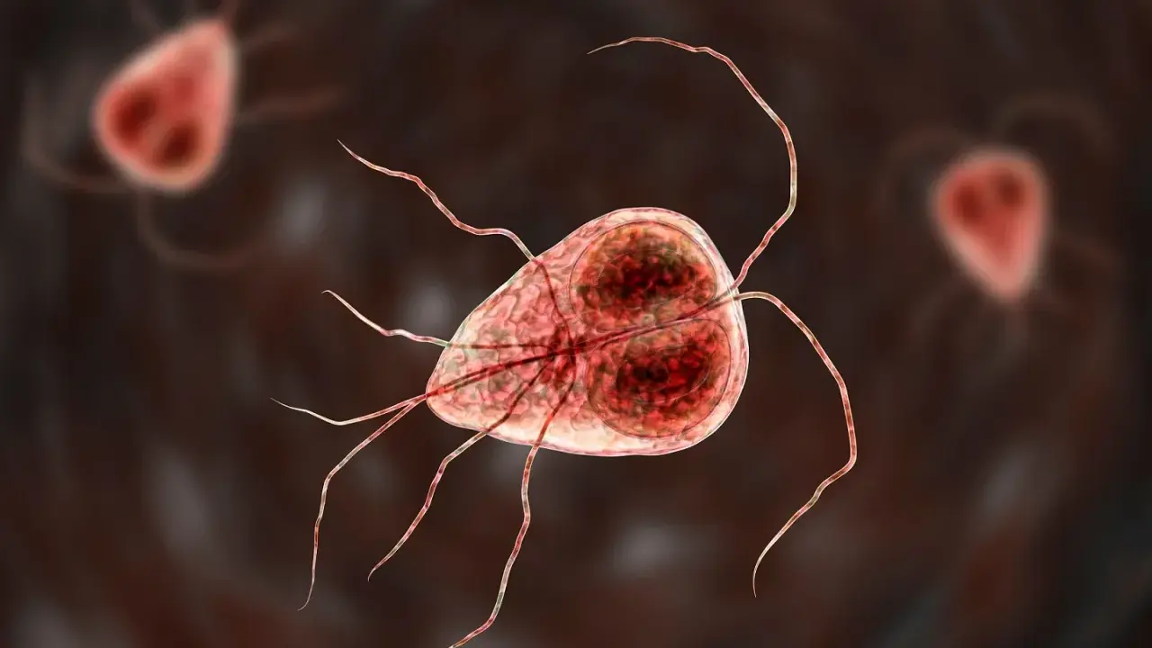 Mikroskopijny obraz pasożyta Giardia, który może powodować problemy zdrowotne u kotów.