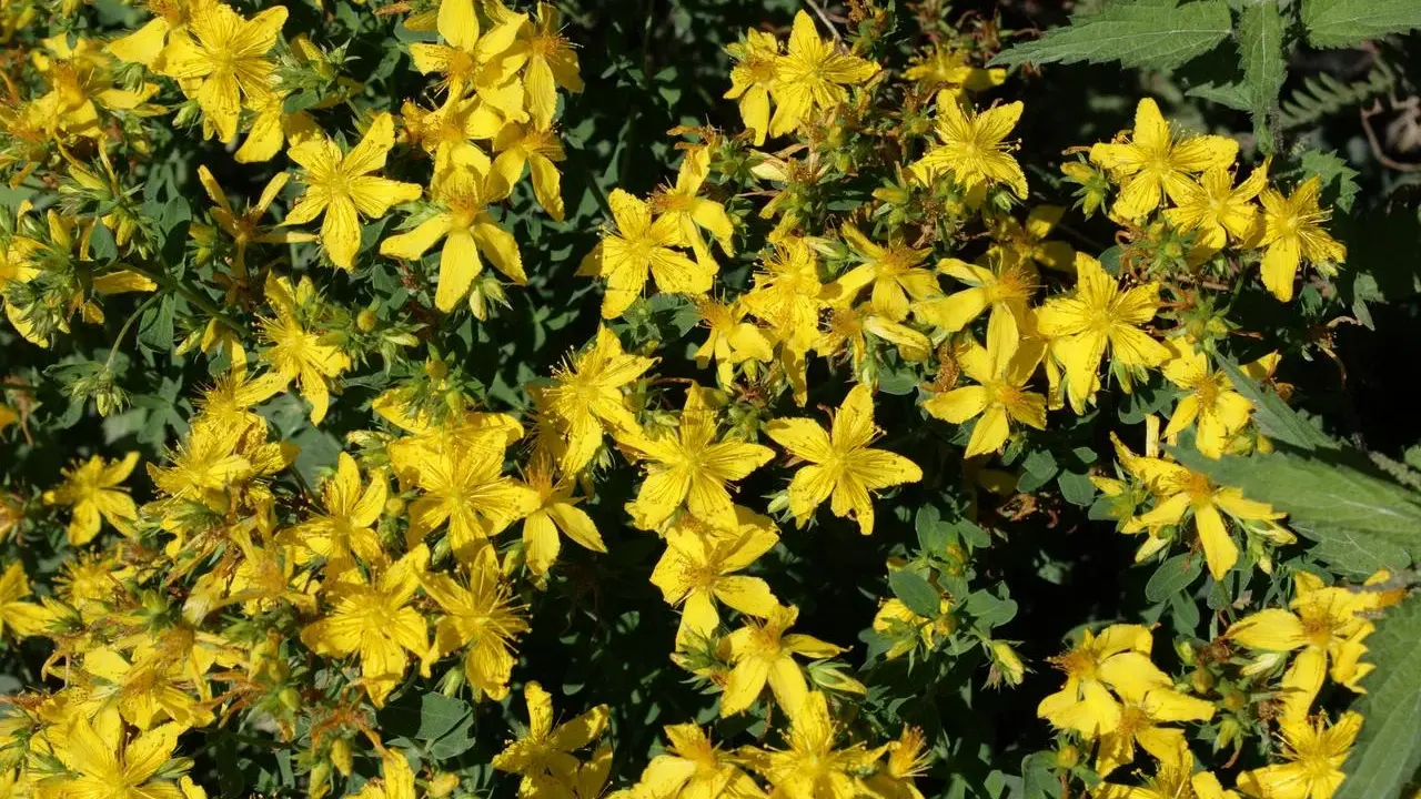 Un champ de millepertuis aux fleurs jaunes éclatantes, évoquant ses nombreux bienfaits pour le bien-être.