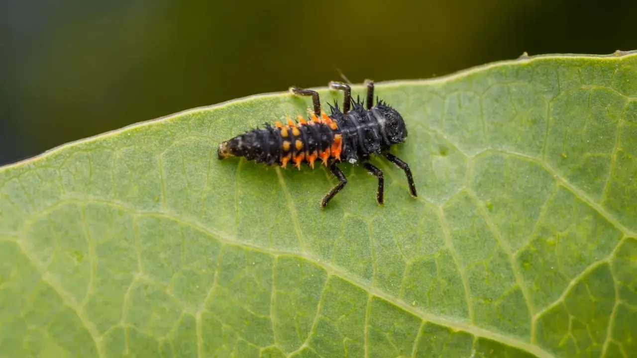 A spiky, black and orange asian beetle larvae crawls across a vibrant green leaf, its tiny legs gripping the surface.