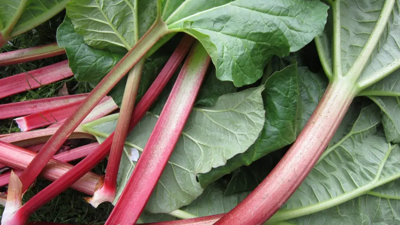 Tiges rouges et vertes de rhubarbe fraîchement cueillie, prêtes à être transformées en un délicieux fruit pour une tarte.