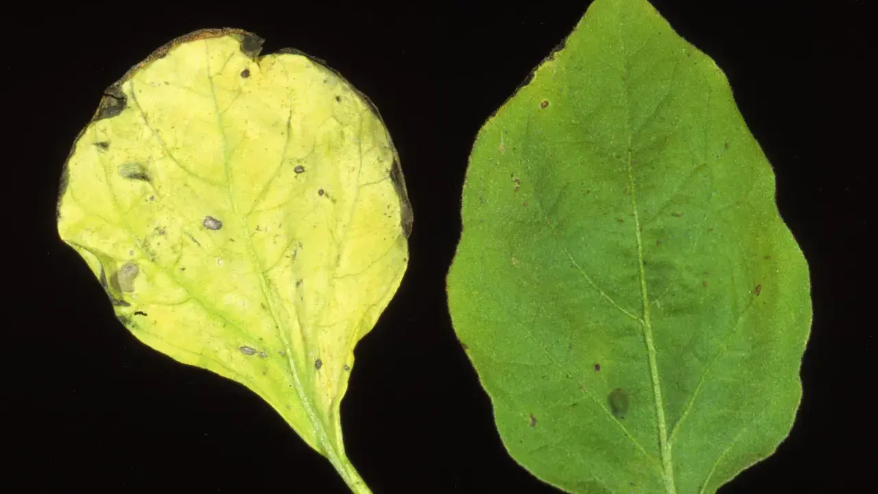 Feuille d'aubergine saine verte à côté d'une feuille montrant les symptômes d'une maladie : jaunissement et nécrose.