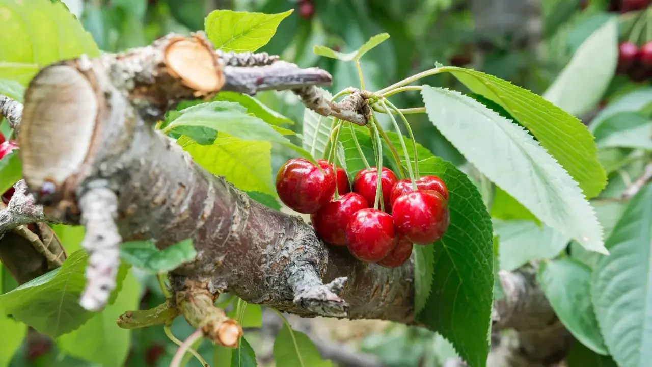 Reife Kirschen hängen an einem Ast, der nach dem Kirschbaum schneiden im Frühjahr gut verheilt ist.
