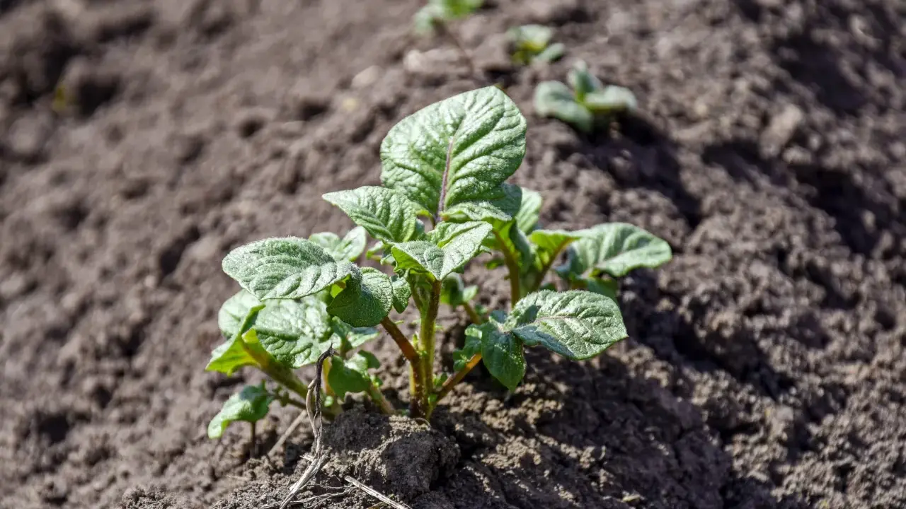 Jeunes pousses de pomme de terre dans la terre, promettant de futures frites ou une purée onctueuse.