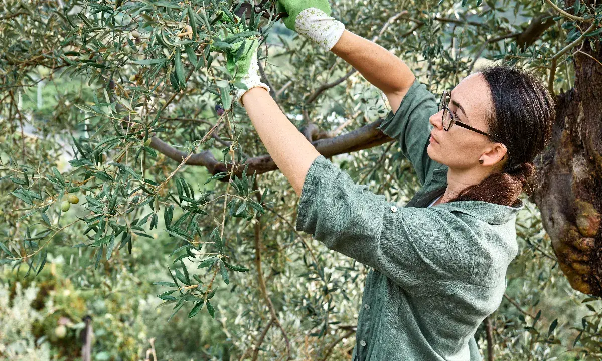 Une femme taille un olivier trop haut, portant des gants verts. Elle utilise des sécateurs pour élaguer les branches.