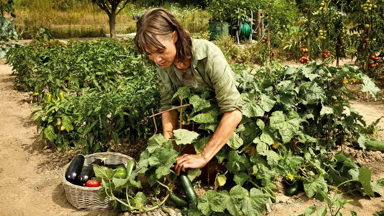 Une jardinière récolte un concombre poona kheera dans son potager luxuriant, à côté d'un panier rempli de légumes frais.