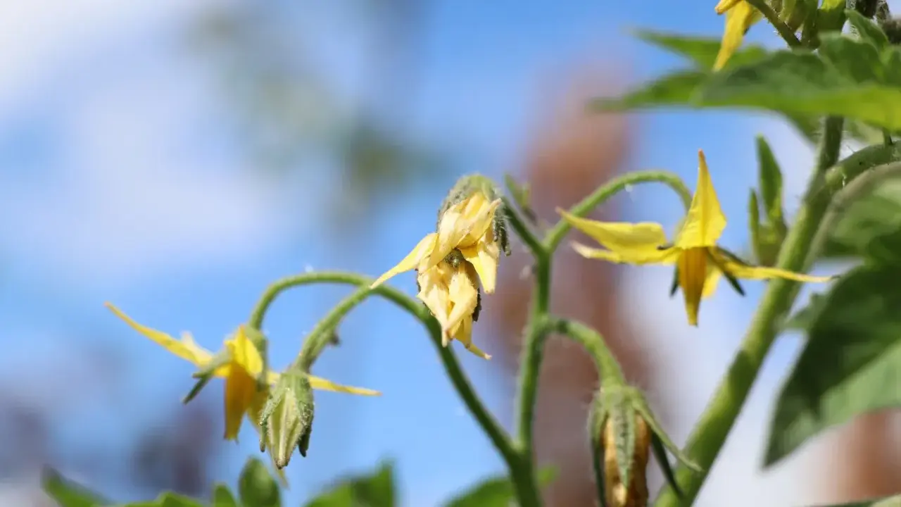 Fleurs de tomate jaunes, certaines fanées, sur fond bleu. Comprendre pourquoi les fleurs de tomates tombent est essentiel pour une bonne récolte.