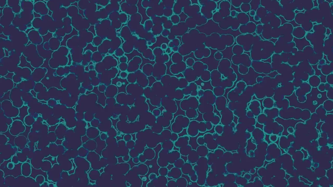 Struttura cellulare di Citrobacter koseri, con forme tondeggianti e irregolari che si aggregano in un pattern organico su sfondo scuro.