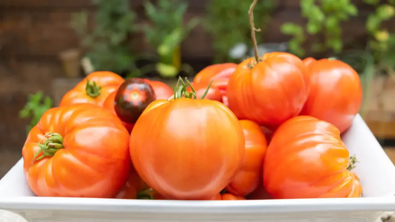 Un assortiment de tomates rouges, dont une tomate ananas rouge, dans un plat blanc.