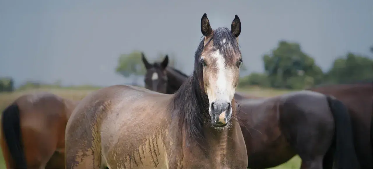 Ein braunes Pferd mit weißer Blesse blickt in die Kamera, während ein anderes Pferd im Hintergrund steht. Das Fell des vorderen Pferdes wirkt feucht, als ob es zittert.
