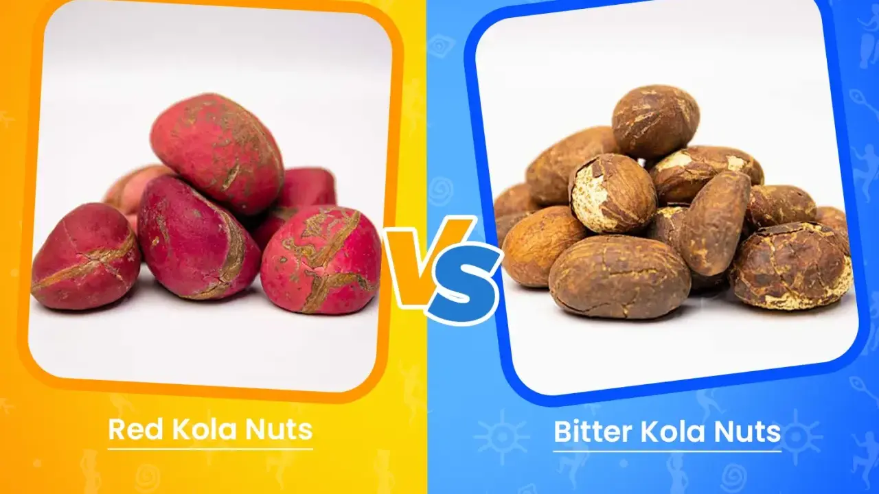 Comparaison entre le petit cola rouge et le petit cola amer. Les noix rouges sont vives, tandis que les noix amères ont une teinte terreuse.