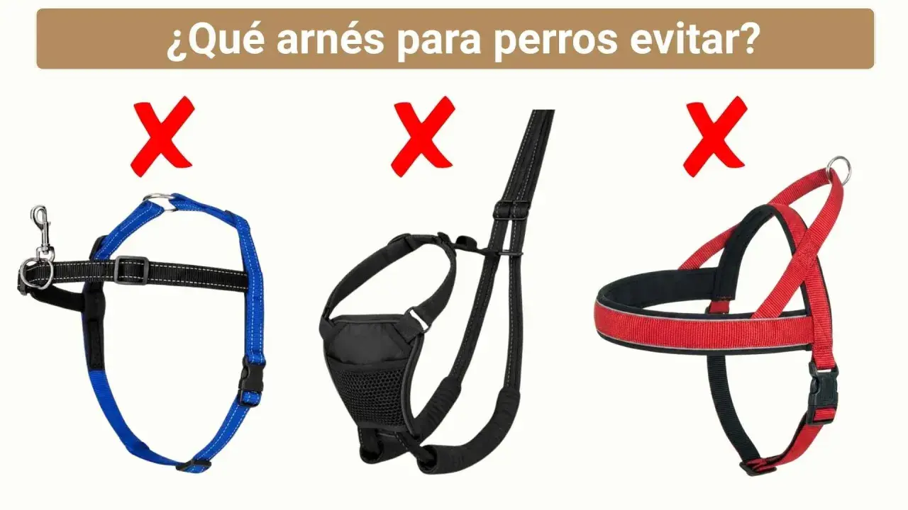 Tres tipos de arneses para perros marcados con X roja. El azul es un arnés de pecho, el negro parece un arnés de paseo, y el rojo es un arnés de entrenamiento.