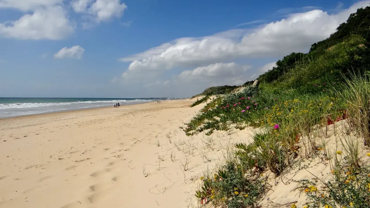 Sonniger Chiclana de la Frontera Strand mit Dünen, blühenden Pflanzen und dem Meer im Hintergrund.